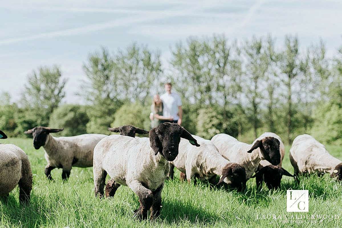 Yorkshire farm engagement shoot in Otley | by Leeds wedding photographer Laura Calderwood